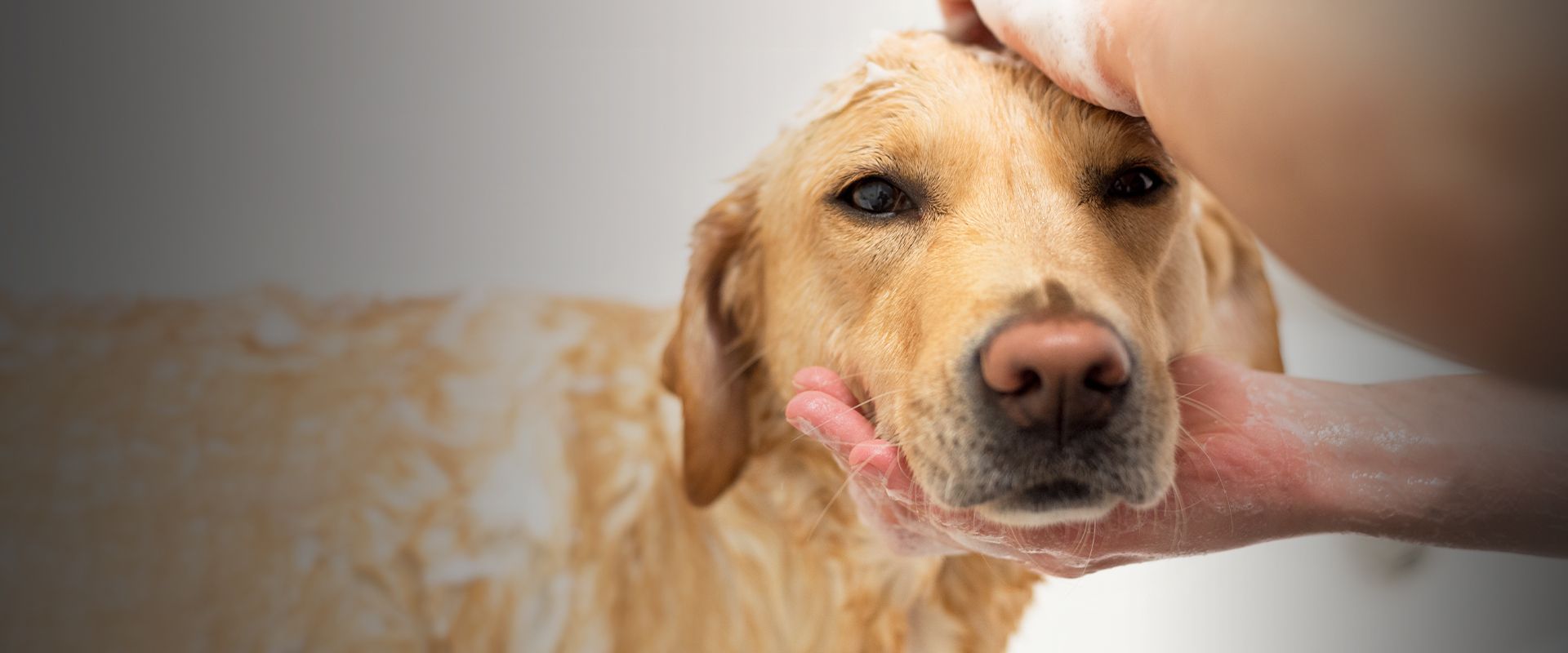 dog groomer bathing golden retriever dog